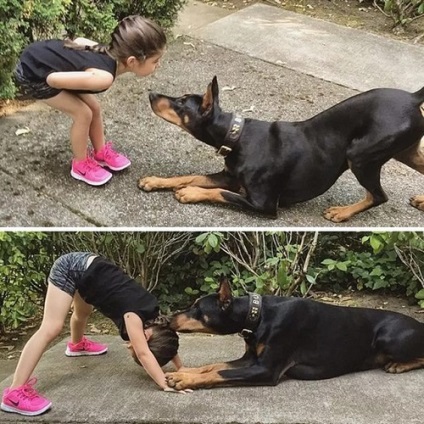 carte de formare Doberman (carte) Formare carte Doberman