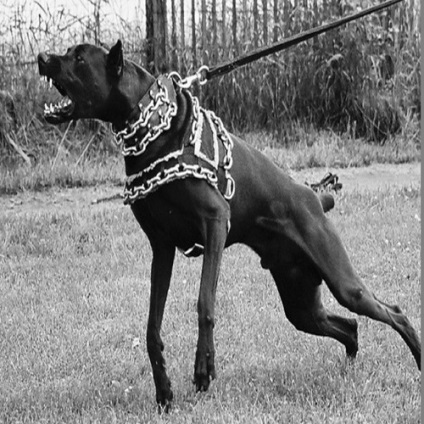 carte de formare Doberman (carte) Formare carte Doberman