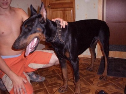 carte de formare Doberman (formare) Formare carte Doberman