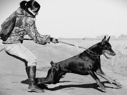 carte de formare Doberman (Doberman) Formare carte Doberman