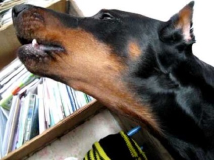 carte de formare Doberman (carte) Formare carte Doberman
