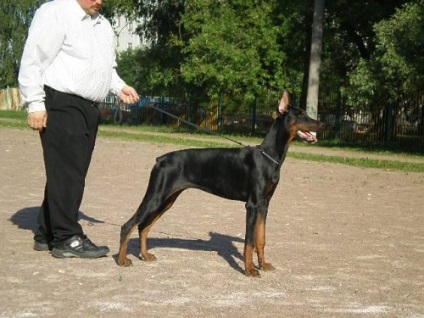 carte de formare Doberman (Doberman) Formare carte Doberman