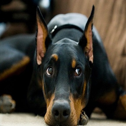 carte de formare Doberman (Doberman) Formare carte Doberman