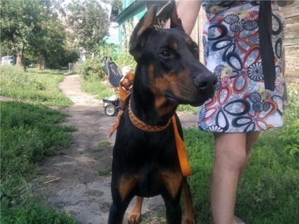 carte de formare Doberman (Doberman) Formare carte Doberman