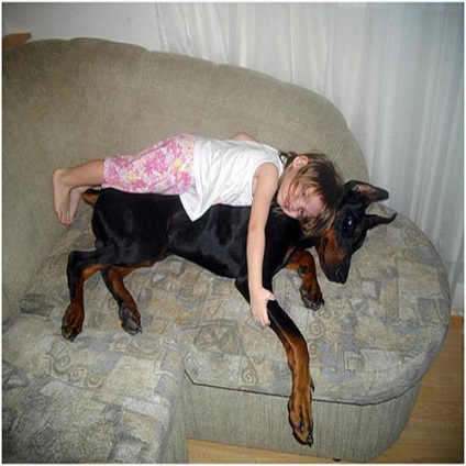 Formare carte Doberman