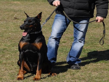 Doberman carte de formare (Doberman acasă de formare) Formare carte Doberman