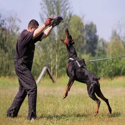 carte de formare Doberman (carte) Formare carte Doberman