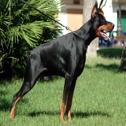 carte de formare Doberman (formare) Formare carte Doberman