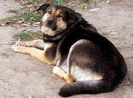 Corcitură - Ce știi despre el (corcitură) Corcitură - Ce știi despre el