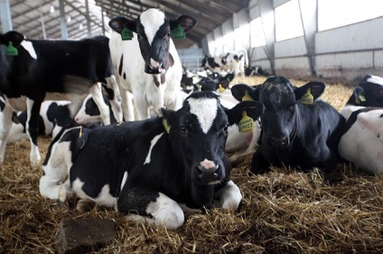 vaci eczema apare ca o boala, de droguri și tratamentul național (bovine) vaci eczema ca o boala apare, de droguri și tratamentul național