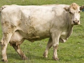 vaci eczema apare ca o boala, de droguri și tratamentul național (vaci) vaci eczema ca o boala apare, de droguri și tratamentul național