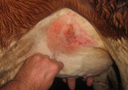 vaci eczema apare ca o boala, de droguri și tratamentul național (vaci) vaci eczema ca o boala apare, de droguri și tratamentul național