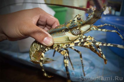 fructe de mare exotice cum să selecteze și cum să gătească (fructe de mare foto) fructe de mare exotice cum de a alege și de modul în care să se pregătească