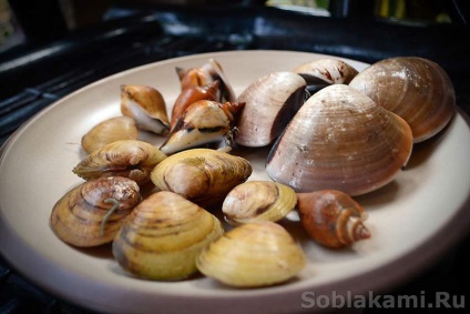 fructe de mare exotice cum să selecteze și cum să gătească (homar) fructe de mare exotice cum de a alege și de modul în care să se pregătească