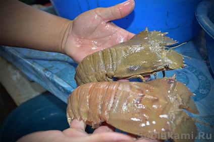 fructe de mare exotice cum să selecteze și cum să gătească (fructe de mare foto) fructe de mare exotice cum de a alege și de modul în care să se pregătească