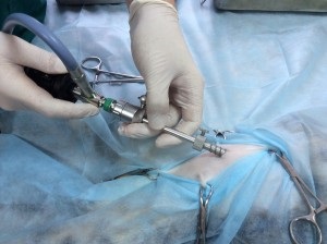 sterilizarea endoscopica a pisicilor (endoscopice) sterilizarea endoscopica de pisici
