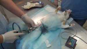 sterilizarea endoscopica a pisicilor (endoscopice) sterilizarea endoscopica de pisici