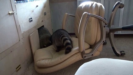 Raccoon în casă (condiții) Raccoon la domiciliu