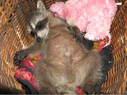 Raton in casa (a începe sau nu pentru a începe un raton) Raccoon la domiciliu