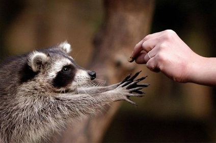 Raccoon în acasă (acasă pentru a alimenta enot) Raccoon la domiciliu