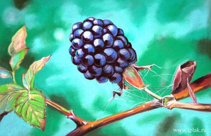 Murele, pastel (desen) Mure, pastel