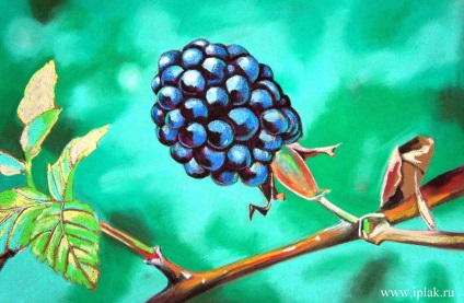 Blackberry, pastel (murele) Mure, pastel