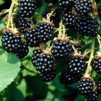 Blackberry - avantaje și prejudicii (utilizare) Blackberry - avantaje și prejudicii