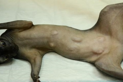Fibroadenomatoznaya hiperplazia glandelor mamare, Dr. Shubin clinica veterinara (veterinar) Fibroadenomatoznaya hiperplazia glandelor mamare, clinica veterinara Dr. Shubin