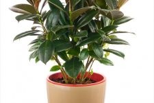 Ficus Elastica de îngrijire la domiciliu, fotografie, reproducere (Ficus) Ficus Elastica de îngrijire la domiciliu, fotografie, reproducere