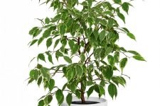 Ficus Elastica de îngrijire la domiciliu, fotografie, reproducere (condiții) Ficus Elastica de îngrijire la domiciliu, fotografie, reproducere