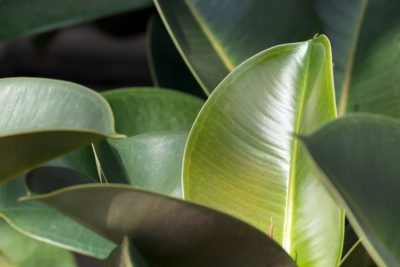 Ficus Elastica de îngrijire la domiciliu, fotografie, reproducere (Ficus) Ficus Elastica de îngrijire la domiciliu, fotografie, reproducere
