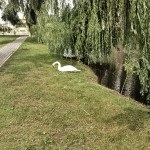 Fotograf fără reflex, sau de a scoate telefonul (fotograf) Fotograf fără reflex, sau la scoaterea telefonului