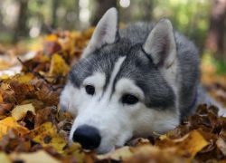 Fotografii din Husky (UPDATE) Photoshoot cu Husky