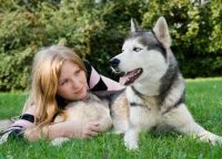 Fotografii din Husky (Husky) Photoshoot cu Husky