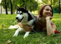 Fotografii din Husky (Husky) Photoshoot cu Husky