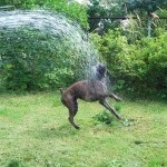 Frisbee dog, boxer (Frisbee) Frisbee dog, boxer