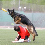 Frisbee dog, boxer (captură Frisbee dog, boxer
