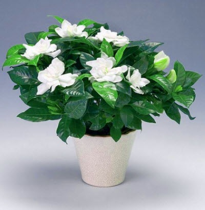 jasminoides Gardenia (camera) jasminoides Gardenia