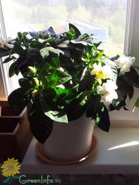 Gardenia jasminoides soiuri, de îngrijire și complexitatea în creștere (zhasminovidnaya) Gardenia jasminoides soiuri, de îngrijire și complexitatea în creștere