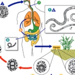 Viermii la om simptomele, tratamentul si diagnosticarea de paraziți în organism