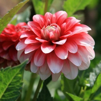 boli Dahlia Dahlia și dăunătorilor cu fotografii, controlul acestora și măsurile de prevenire a (le) boli Dahlia Dahlia și dăunătorilor cu fotografii, controlul acestora și măsuri de prevenire