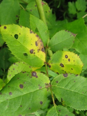 boli Dalie Dahlia și dăunătorilor cu fotografii, controlul și prevenirea acestora (gheorghină) boli Dahlia Dahlia și dăunătorilor cu fotografii, controlul acestora și măsuri de prevenire