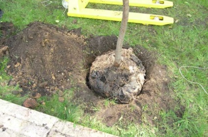 Hibrizi de prune și caise, piersici, nectarine și descrierea măr (piersici) Hibrizii de prune si caise, piersici, nectarine și mere descriere