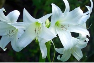 Gigant Crinum crin de apă la domiciliu ( „fundazol“ per litru de apă) Crinum crin gigant acasă