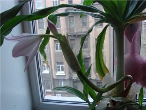 Crinum crin gigant la domiciliu (condiții) Crinum crin gigant acasă