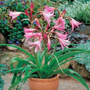 Crinum crin gigant la domiciliu (plante Crinum) Crinum crin gigant acasă