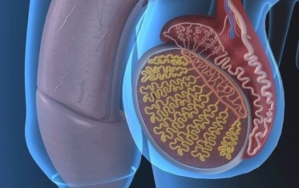 Hipoplazia pentru tratamentul testicular (testicul) Hipoplazie testiculelor pentru a trata