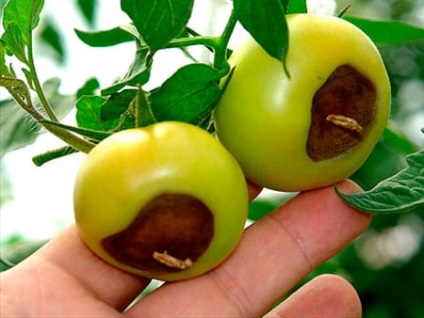 Rot pe tomate (celulele plantelor de calciu) Rot pe tomate