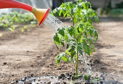 Rot pe tomate (rot) Rot pe tomate