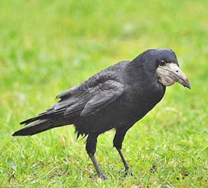 Tura, fotografii (vizualizare) Rook, fotografii